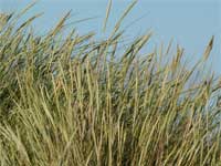 marram-sand-grass